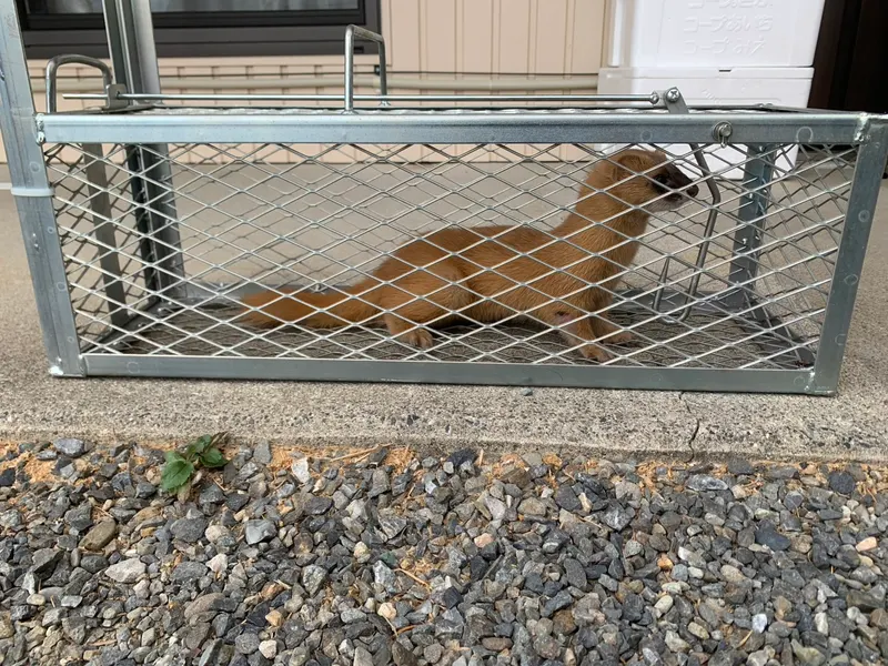 害獣駆除の現場