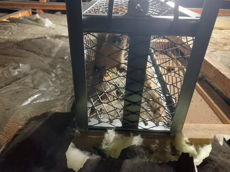 屋根裏のハクビシン