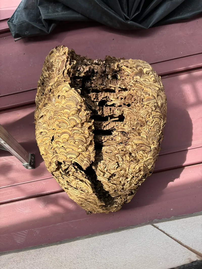 ハチの巣の断面